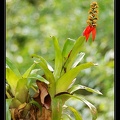 Aechmea mertensii