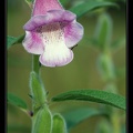 Sesamum sp.