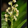 Xiphidium caeruleum