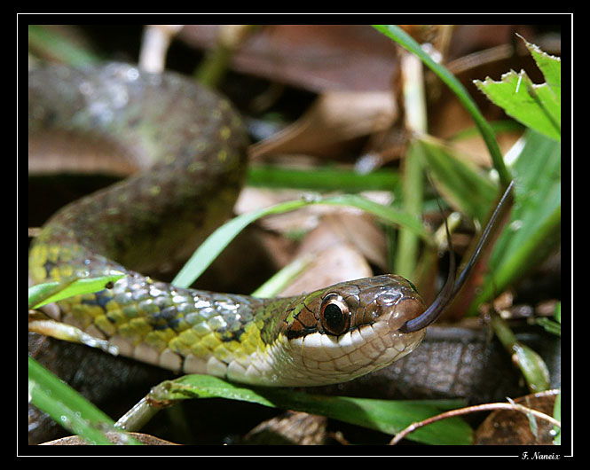 Liophis_05.jpg
