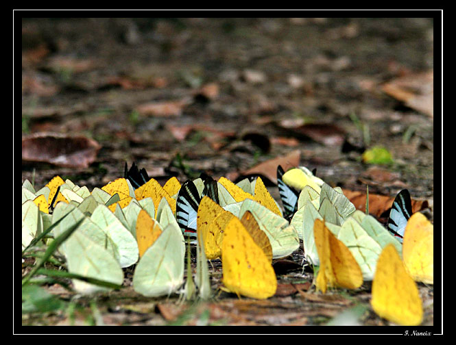 Papillons-Iracoubo2.jpg