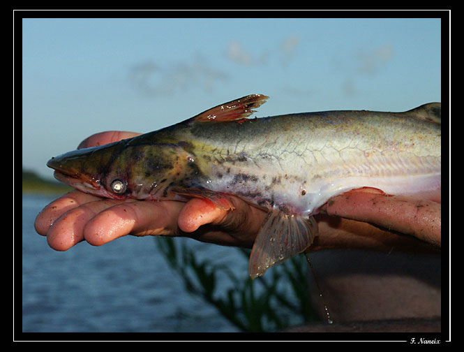 Aegeneiosus-inermis.jpg