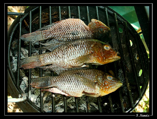 Chaetobranchus-flavescens-Z.jpg