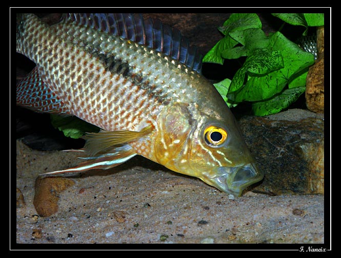 Chaetobranchus-flavescens01.jpg