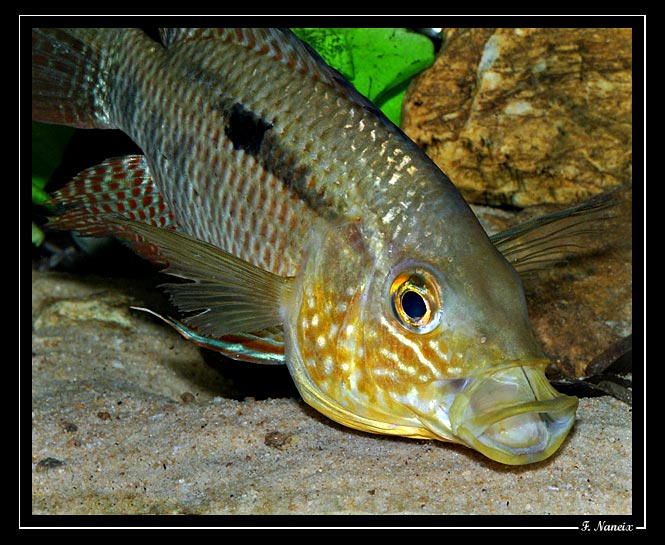 Chaetobranchus-flavescens03.jpg