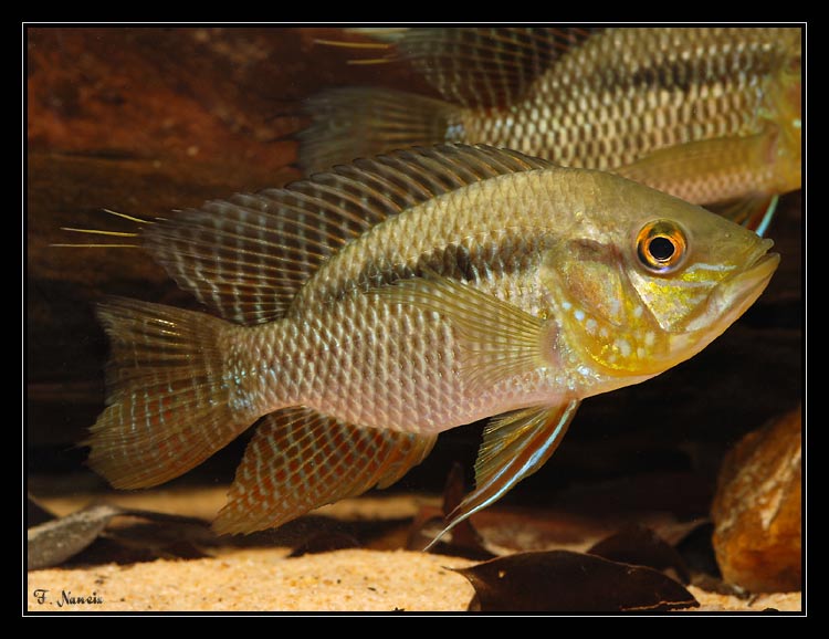 chaeto-kaw_1.jpg