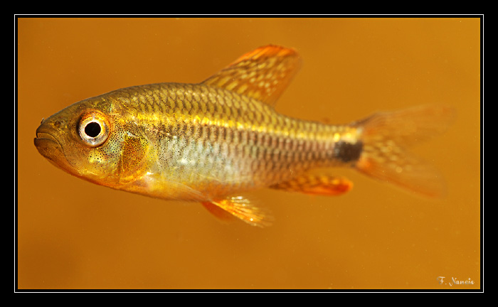 Crenucuhs-spilurus-kaw_2.jpg