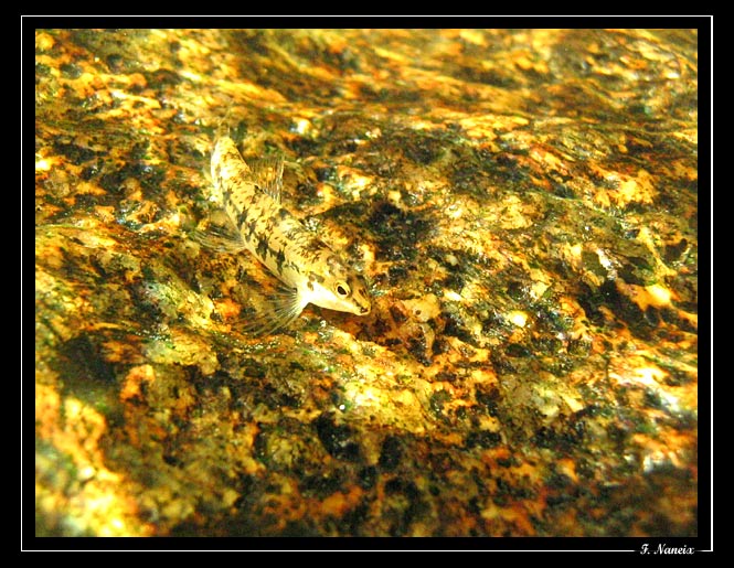 characidium-sp-05.jpg