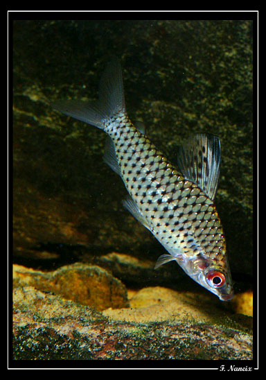 Chilodus-zunevei-1.jpg