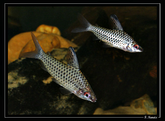 Chilodus-zunevei.jpg