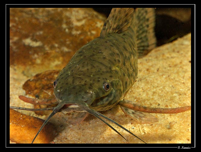 Megalechis-thoracata-2.jpg