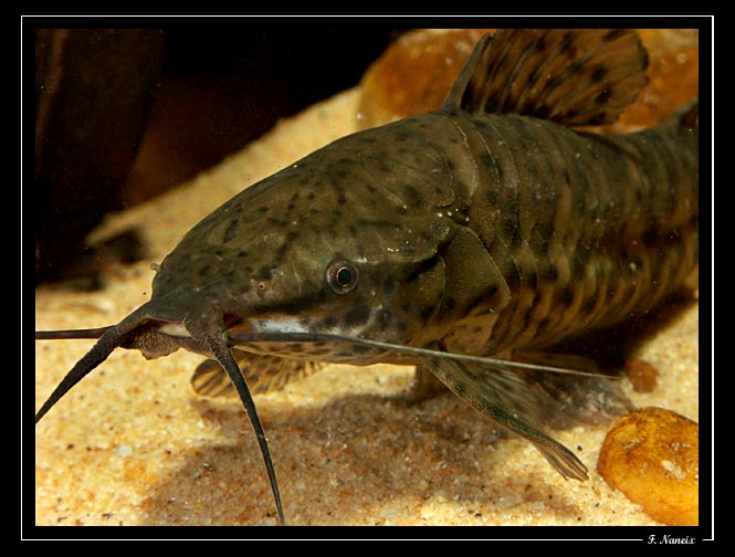 Megalechis-thoracata-3.jpg