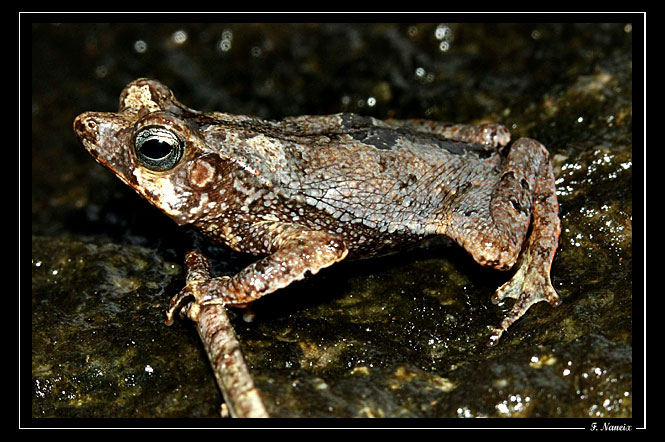 Bufo-groupe-typhonius-sp.jpg