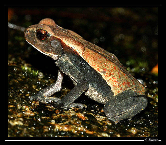 Bufo-guttatus-01.jpg