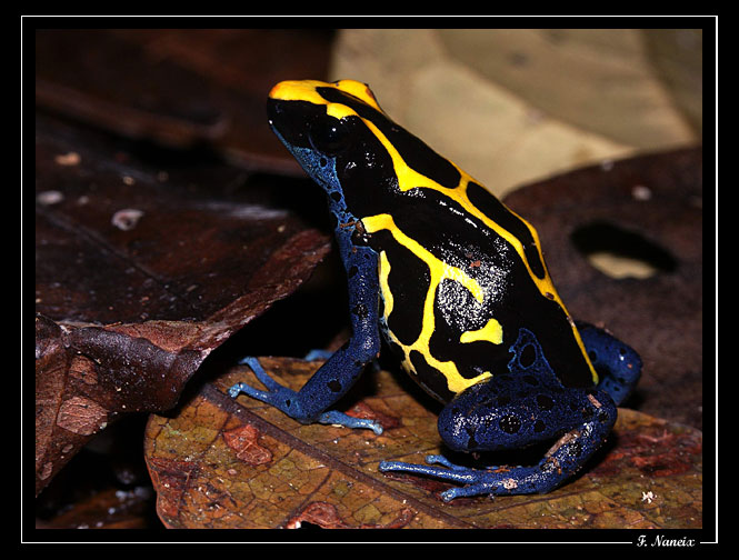 Dendrobates-tinctorius.jpg