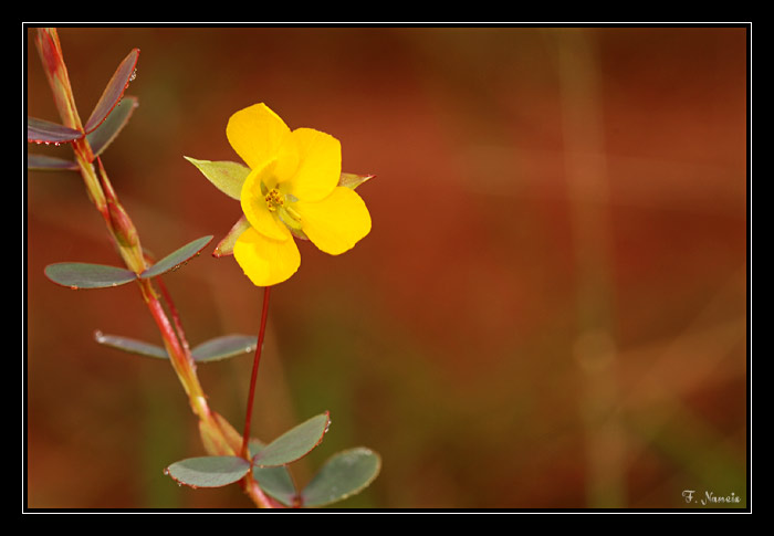 Chamaecrista-diphylla_1.jpg