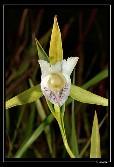 cleistes-rosea_1.jpg