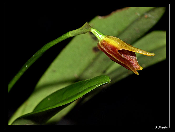 Masdevallia-norae.jpg